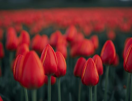 Videos from BC’s Largest Tulip Festival